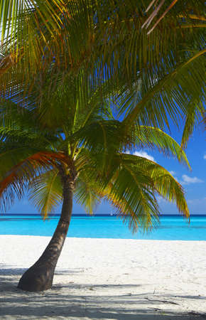 Two palms are on a tropical beach, the island Kuredu in the Indian Ocean, Maldivesの写真素材
