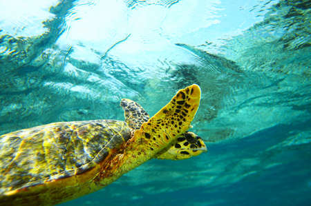 Sea turtle in an oceanの写真素材