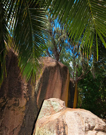 Tropical jungle with a big stones, Seychelles, La Digue islandの写真素材