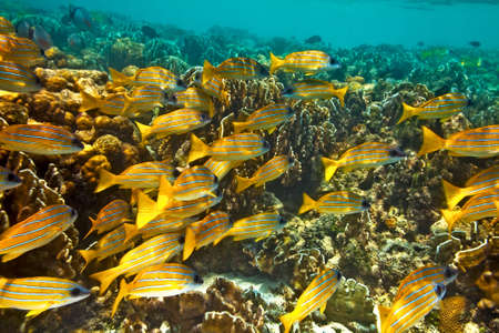 Big yellow school of fish in The Indian Ocean, Maldives