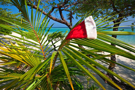 Christmas hat hang on a branch of palm treeの写真素材