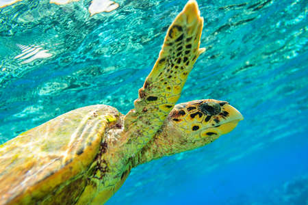 Sea turtle in The Indian Ocean, Maldivesの写真素材