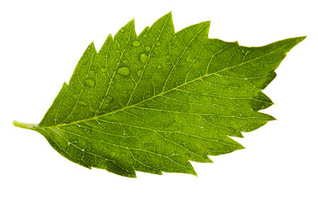 one leaf  of grape on a white background