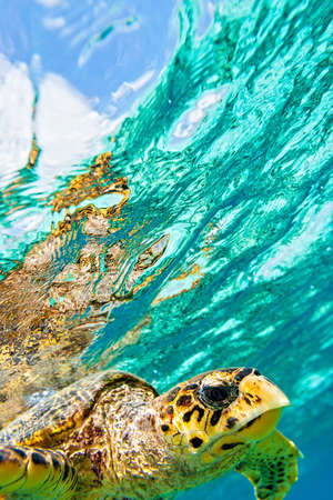 Sea turtle in The Indian Ocean, Maldivesの写真素材