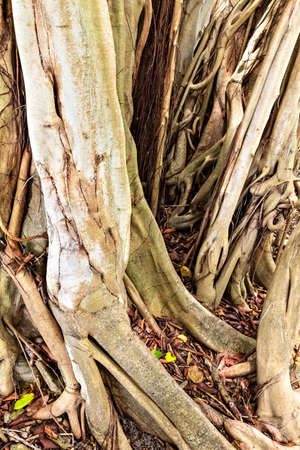 Huge, conceptual, branched trunk of an old tree