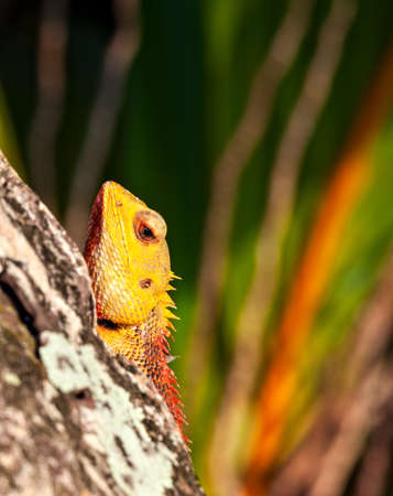 Lizard sitting on a tree trunk in troical forest and watches