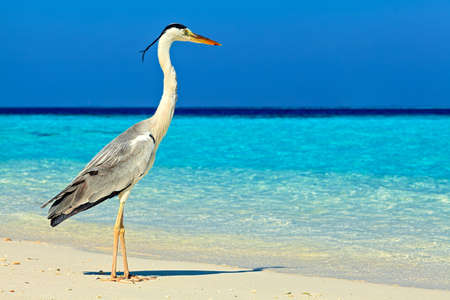 Bird is on the morning beach, Maldives, The Indian Oceanの写真素材