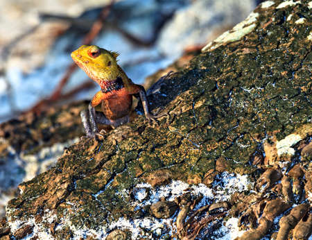 Lizard sitting on a tree trunk in troical forest and watches