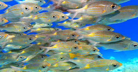 School of fish inThe Indian Oceanの写真素材