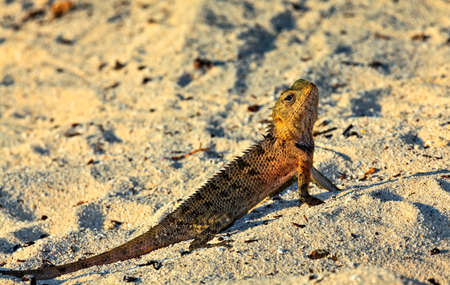 Peery lizard sitting on a coral sand and watches