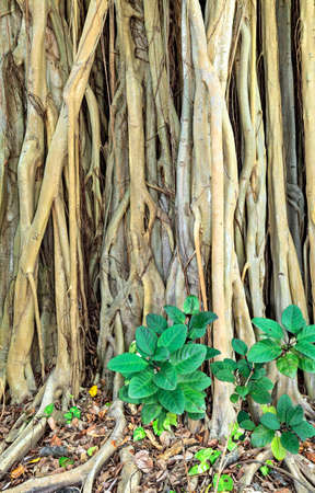 Huge, conceptual, branched trunk of an old treeの写真素材