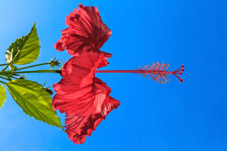 Red flower against the blue skyの写真素材