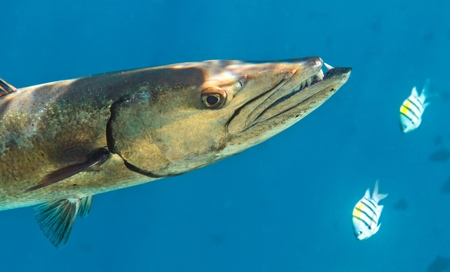 Barracuda is hunting  in The Indian Ocean, Maldives