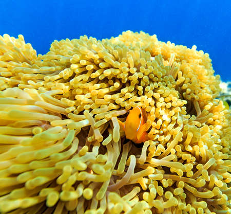 Small yellow fish in the Indian Ocean, Maldives