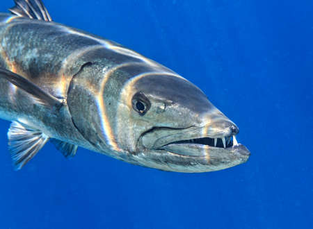 Barracuda is in The Indian Ocean, Maldives