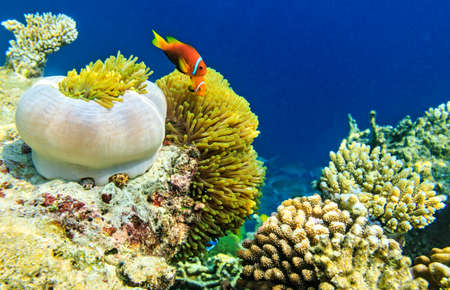 Small yellow fish in the Indian Ocean, Maldives