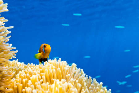 Small yellow fish in the Indian Ocean, Maldivesの写真素材