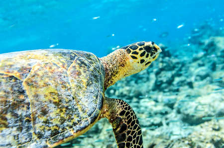 Sea turtle in an oceanの写真素材