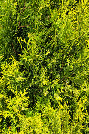 Thuja Branches (Thuja occidentalis Sunkist)の写真素材