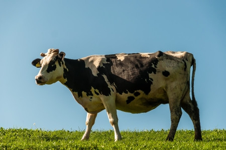 Cow in mountain