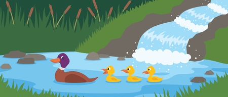 Mother duck is swimming with her three little ducklings near by a forest stream.   No transparency and gradients used in the vector file. のイラスト素材