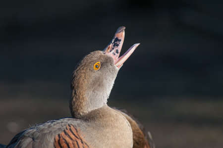 Whistling duck calling with head tilted backの写真素材