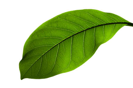 This leaf is from a plant grown in the Gambia.の写真素材