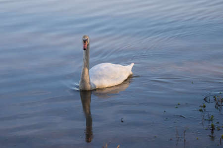 Mute swan (Cygnus olor) swimming on bluish coloured water.の写真素材