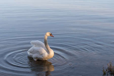Mute swan standing in the water in the sunlightの写真素材