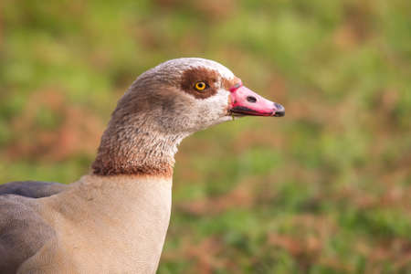 Headshot of an Egyptian Goose (Alopochen aegyptiaca) it can be found in gravel pits,  lake's and...