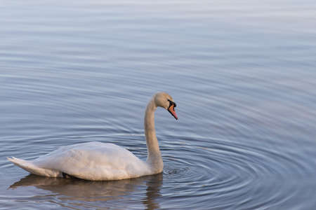 Brightly light Mute swan with water droplet falling from it's bill making ripples in the water below