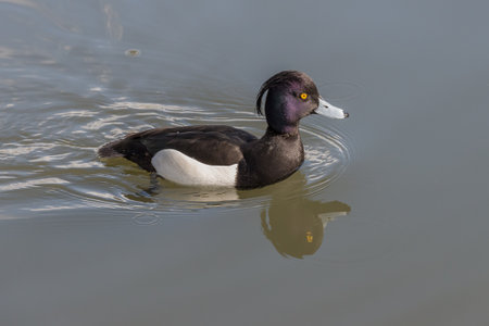 Side view of a Tufted duck swimming (Aythya fuligula)