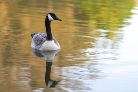 Canada goose swimming on reflections of golden light