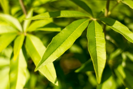 Green leafes during a summer dayの写真素材