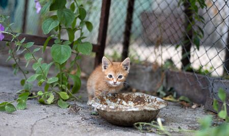 Lonely kitten near an empty bowlの写真素材