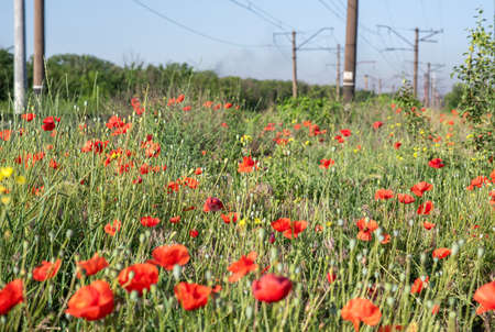 Landscape with red poppies close-up. Beautiful flowering of red poppies on the slope. Blooming wildflowers on a field or meadow.の写真素材