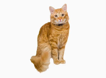 Beautiful ginger tabby cat, staring directly into camera on white background.の写真素材