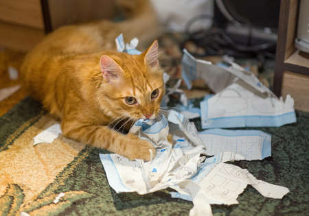 Cat tore up important papers and made a mess on the floor. Close up view of a ginger cat playing with a pile of torn sheets of the journal on a carpeted floor. Concept: tired of studying. Eco-friendly paper shredder.の写真素材