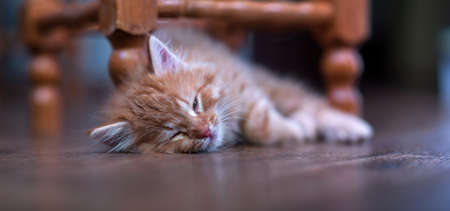 A cute little ginger kitten is lying on the floor.の写真素材