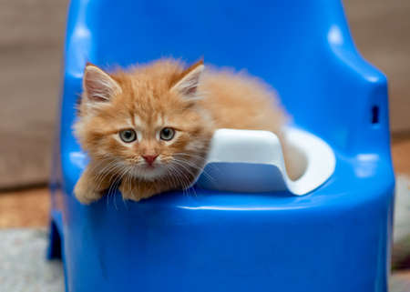 little ginger kitten sitting in a blue children's potty. Domestic animal. Home pet. Young kitten.の写真素材