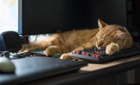 Sleeping red cat lies on the table. Red cat is napping on the keyboard.