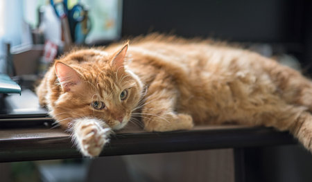 Beautiful ginger long hair cat lying on table at home. A cute cat lies on a wooden table.の写真素材