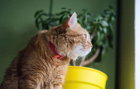 A domestic cat sits looking out the window and dreams of being outside. Red cat looks out the window close up.の写真素材