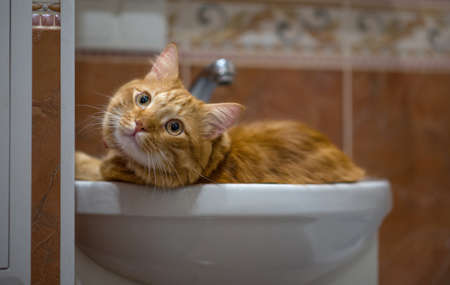 The cat guards the bathroom. The red cat is resting in the washbasin.