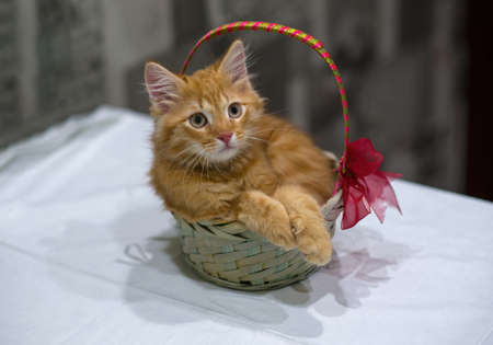 Red young kitten sits in a basket. live birthday present. Pet, a young cat in the house. Close up, copy space.の写真素材