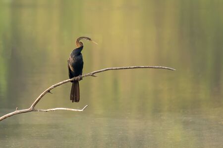 A lone Oriental darter (Anhinga melanogaster), also called the Indian darter and Snakebird, perched on branch, above water.の写真素材