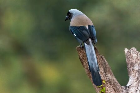 A Grey treepie (Dendrocitta formosae), back facing and perched on the stump of a dead tree.の写真素材