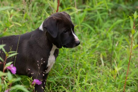 Our family pet, a black and white, playful mongrel puppy being playful in the grass in our garden.の写真素材