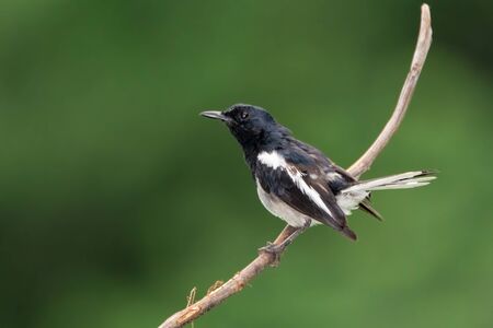 An Oriental Magpie-robin (Copsychus saularis), resting on a perch. A small passerine bird present in the Indian subcontinent and some parts of Southeast Asia and is the national bird of Bangladesh.の写真素材
