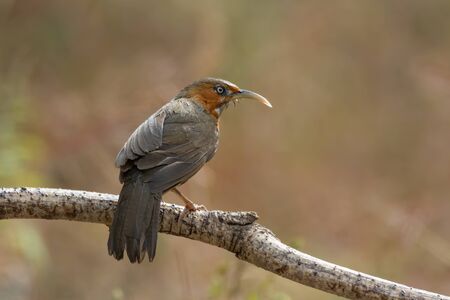 An oddly attractive Rusty-cheeked Scimitar Babbler (Pomatorhinus erythrogenys), perched on a branch...